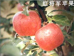 綠色健康，品質之選——泰安市國富苗木種植經銷合作社農副產品展示