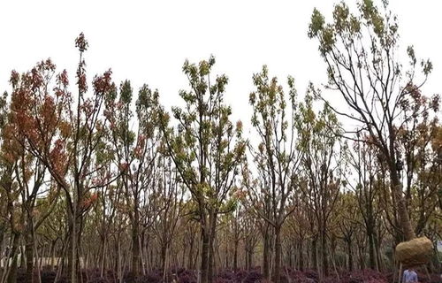 大規格樹木移植與農副產品銷售的黃金法則 守護生態價值，開拓市場藍海