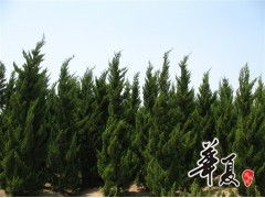 天長市榮沁苗木種植專業合作社 龍柏H300-450 & P200-300規格苗木大量供應，誠邀合作